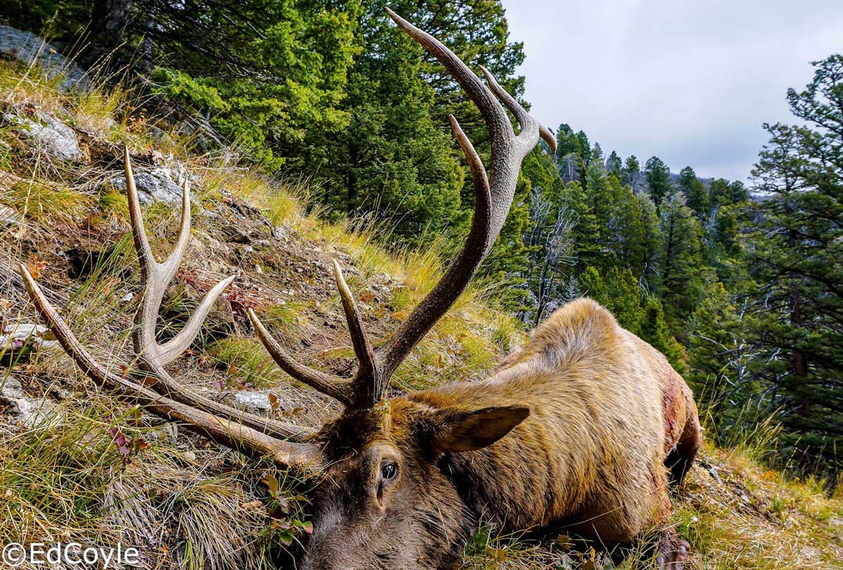 Three Antlered Bull Rocky Mountain Elk Foundation