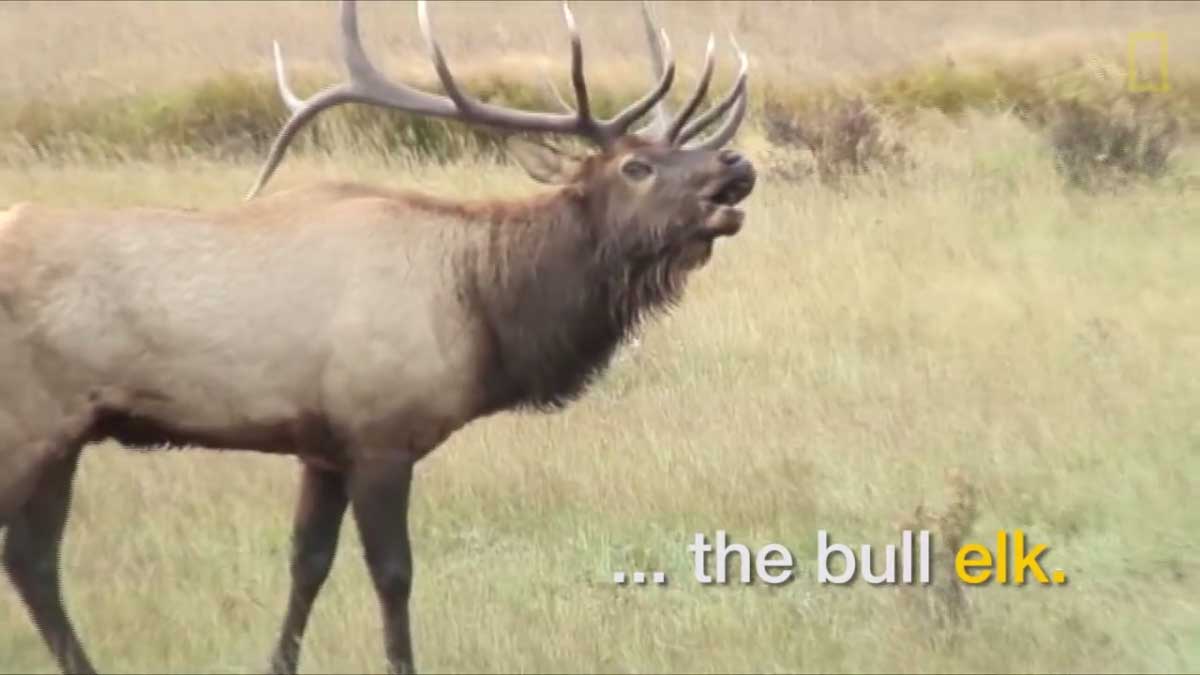 National Geographic Elk Sound Like Monsters Rocky Mountain Elk