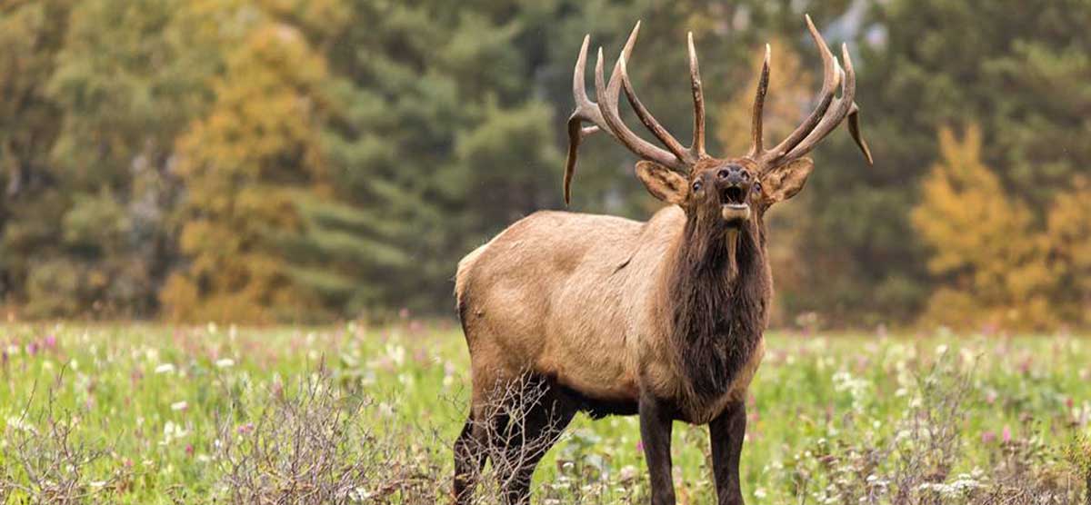 Pennsylvania Examines Its Elk Herd Rocky Mountain Elk Foundation