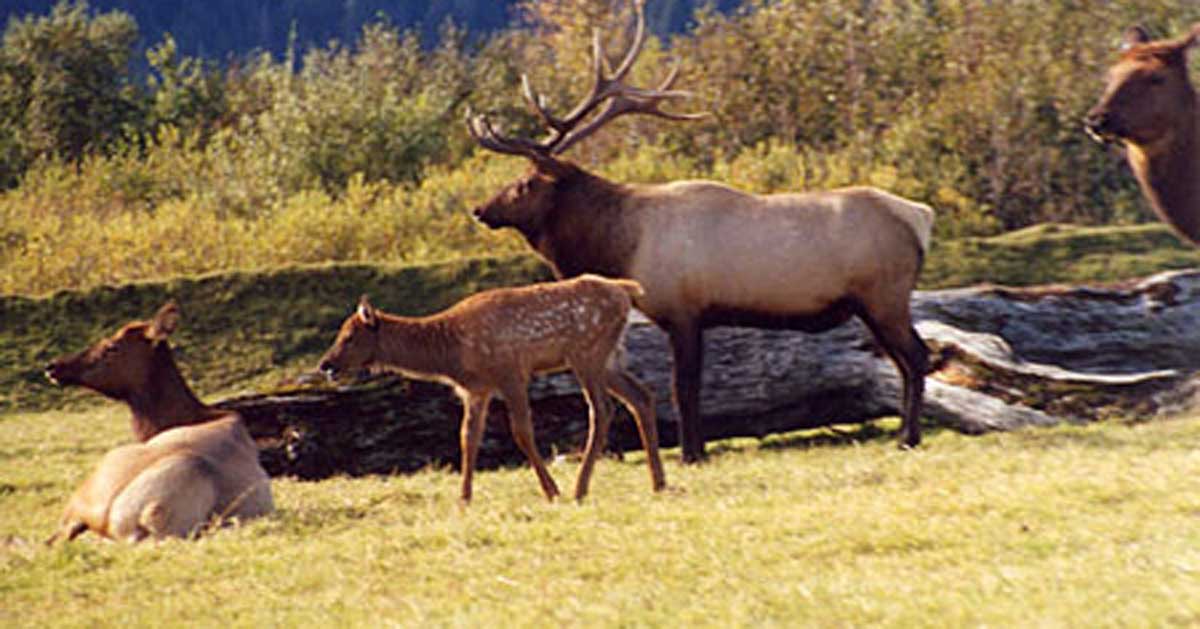 Alaska Study Elk, Bears and Logging Rocky Mountain Elk Foundation