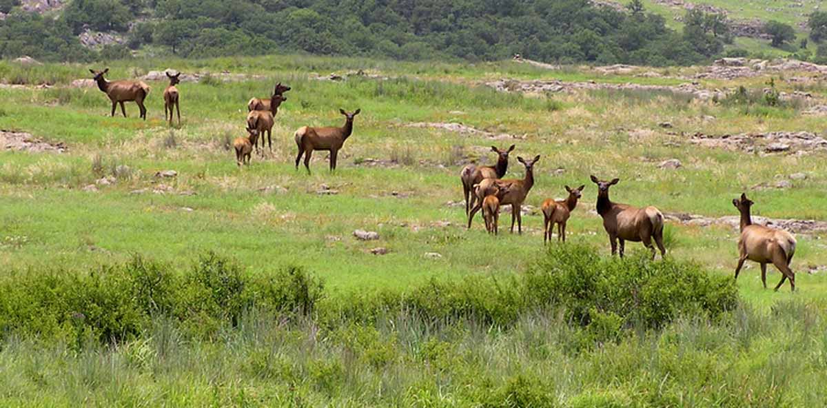See Elk in Oklahoma Rocky Mountain Elk Foundation