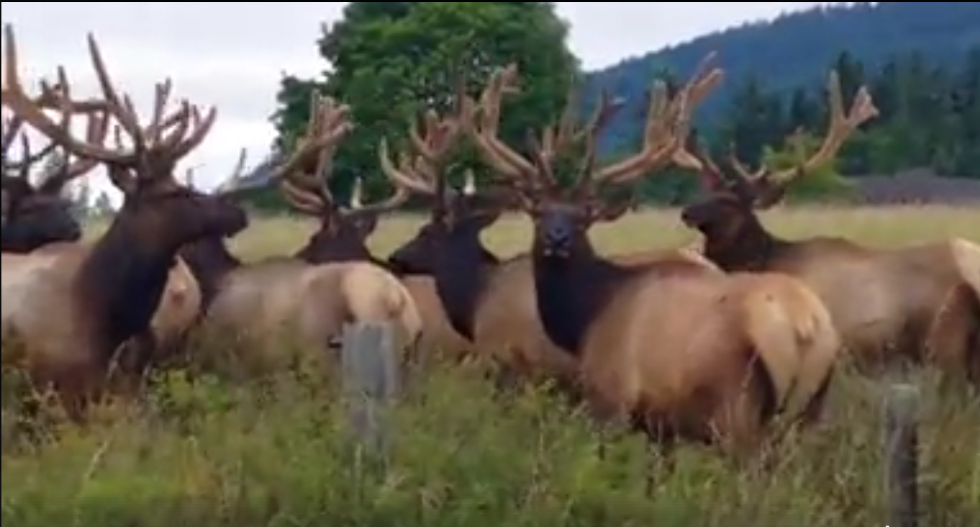 Amazing group of Washington State bulls Rocky Mountain Elk Foundation