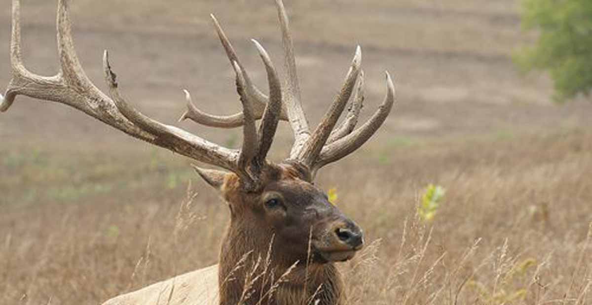 Yes, There are Elk in Tennessee Rocky Mountain Elk Foundation
