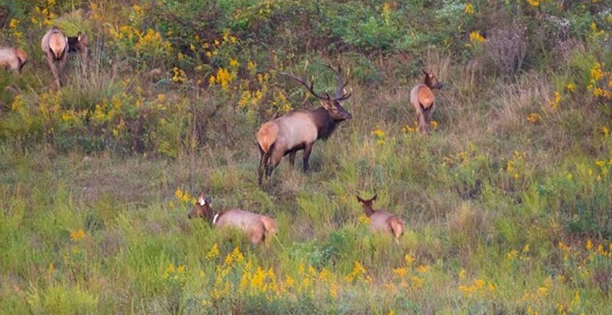 Kentucky Elk Population Tops 11,000 Rocky Mountain Elk Foundation