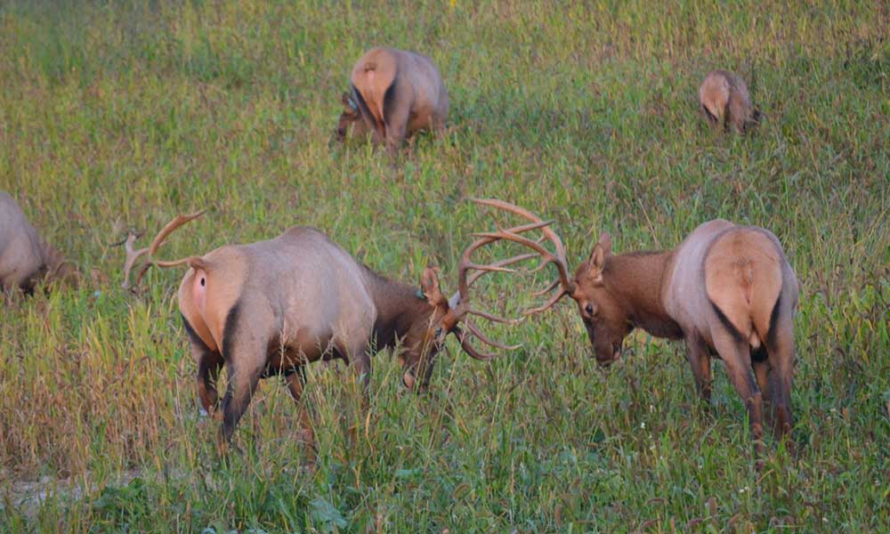 Virginia Elk Herd Slowly Growing Rocky Mountain Elk Foundation