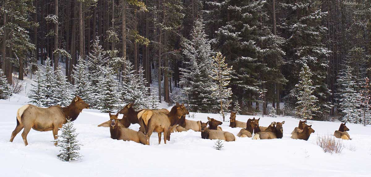 elk-herd-bedded-in-snow.jpg
