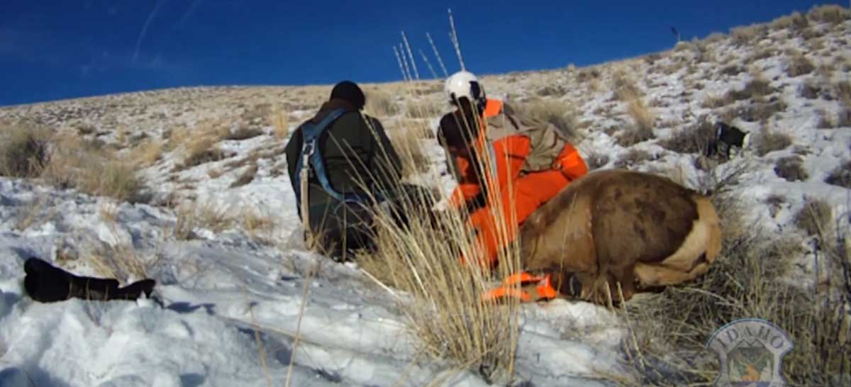 Video GPS Collars Help Wildlife Managers Track Elk, Deer Rocky