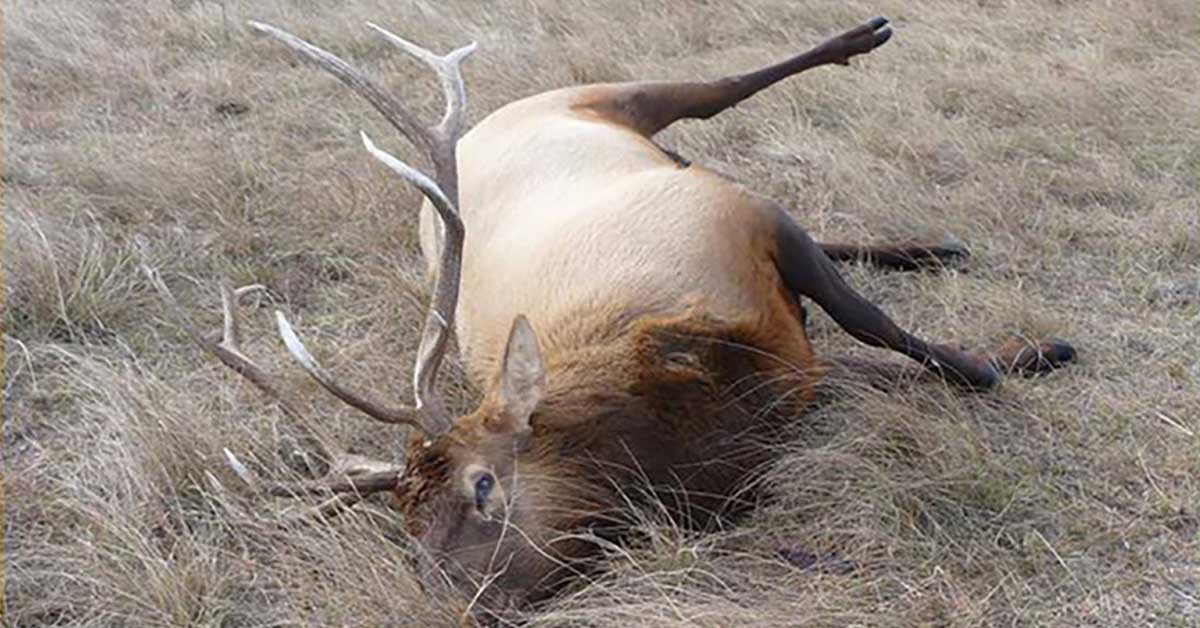 Info Sought on Nebraska Elk Poaching Rocky Mountain Elk Foundation