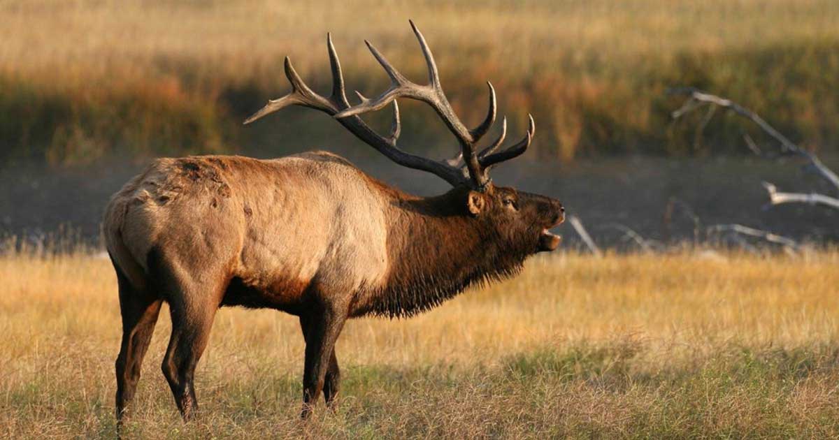 Popular Idaho Elk Zone Hunting Regulations May Soon Change Rocky