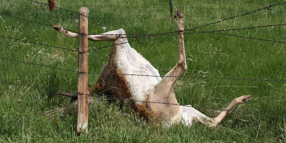 Fencing with Wildlife in Mind Rocky Mountain Elk Foundation