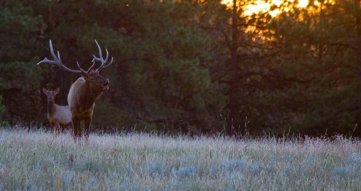 South Dakota Proposes Elk Hunting Seasons Rocky Mountain Elk Foundation