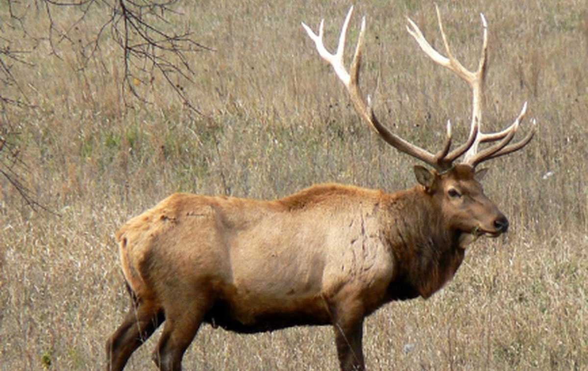 Minnesota Conducts Elk Survey, Releases 2018 Population Estimate