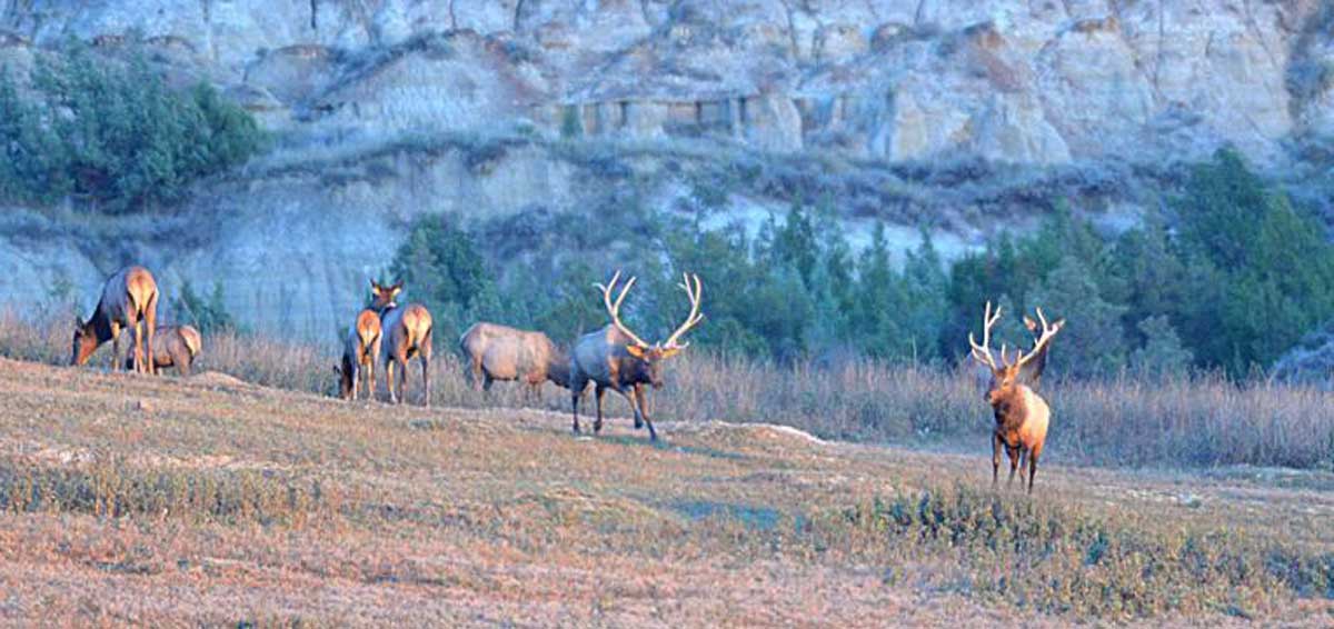 Application Period Opens for Elk, Moose, Bighorn Sheep in North Dakota