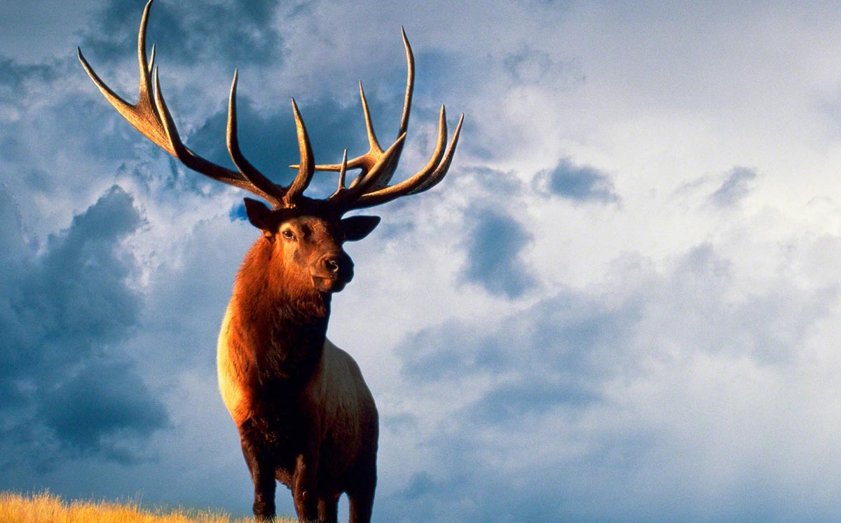 Did You Draw? Results Available in New Mexico, North Dakota | Rocky  Mountain Elk Foundation