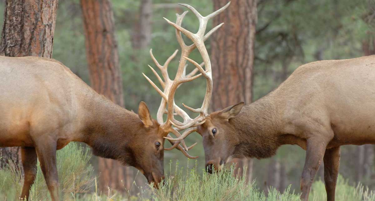 Here’s How to Help Elk in Arizona Rocky Mountain Elk Foundation
