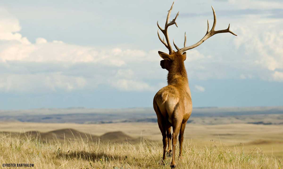 South Dakota Sets 2018 & 2019 Elk Hunting Seasons Rocky Mountain Elk