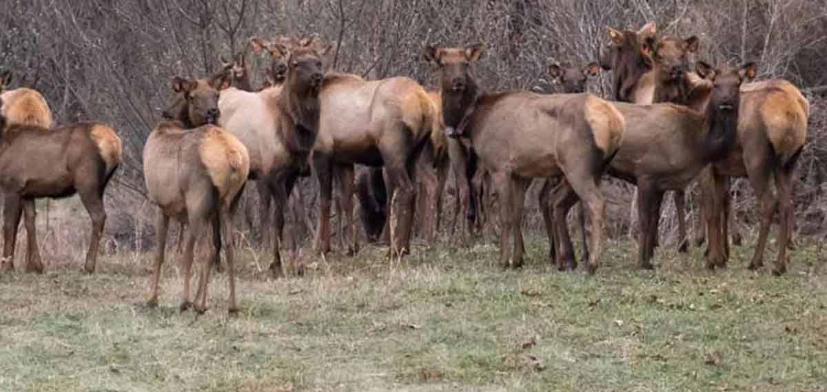 More Wild Elk Released in West Virginia, Population Nears 100 Rocky