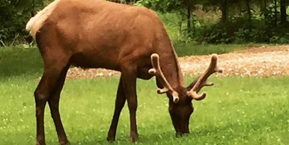 Bull Elk Antlers Grow Quickly Rocky Mountain Elk Foundation