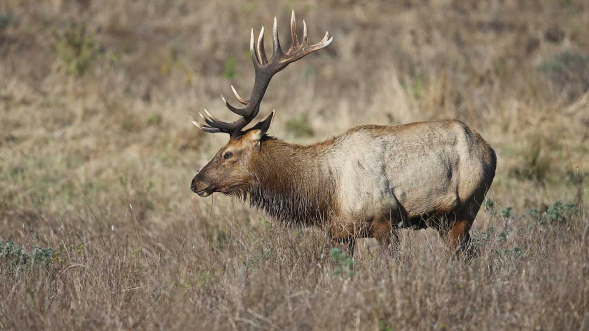 Additional Elk Hunts Available in California Rocky Mountain Elk Foundation