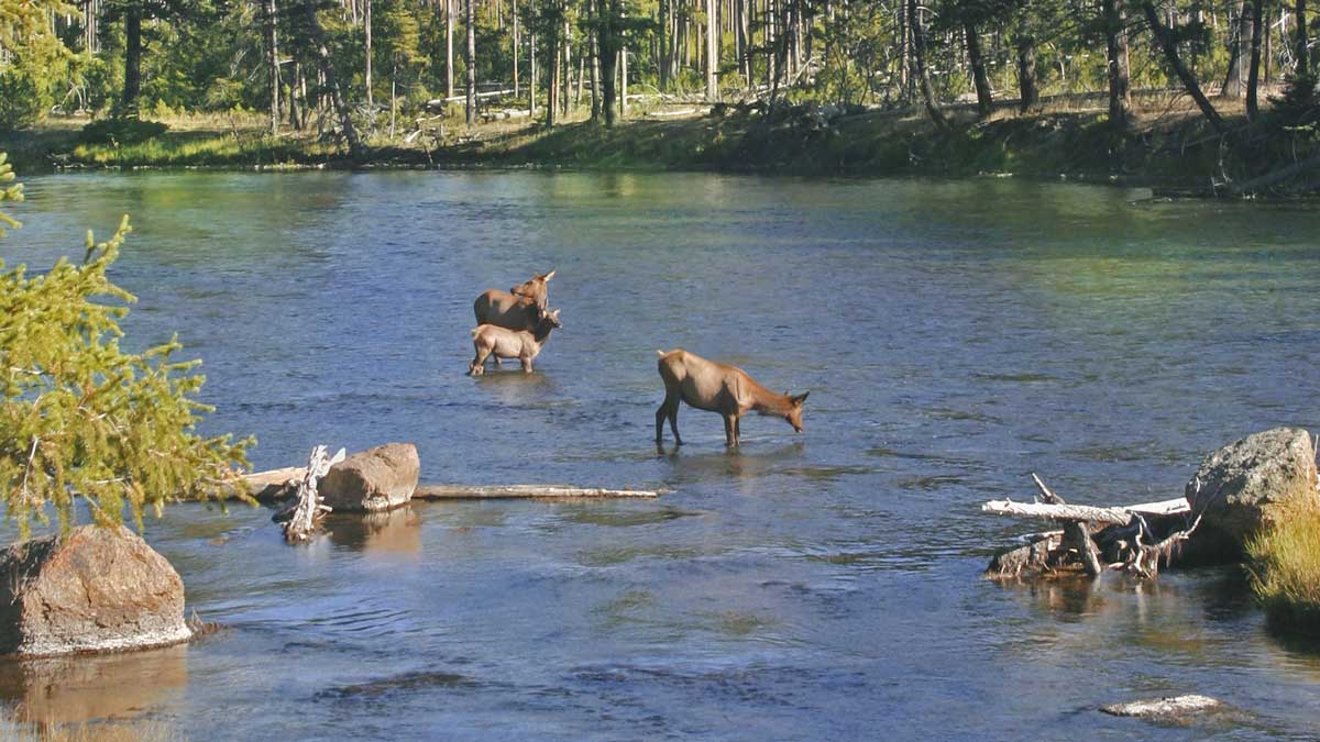 How Many Elk Rivers and Elk Creeks are There? Rocky Mountain Elk