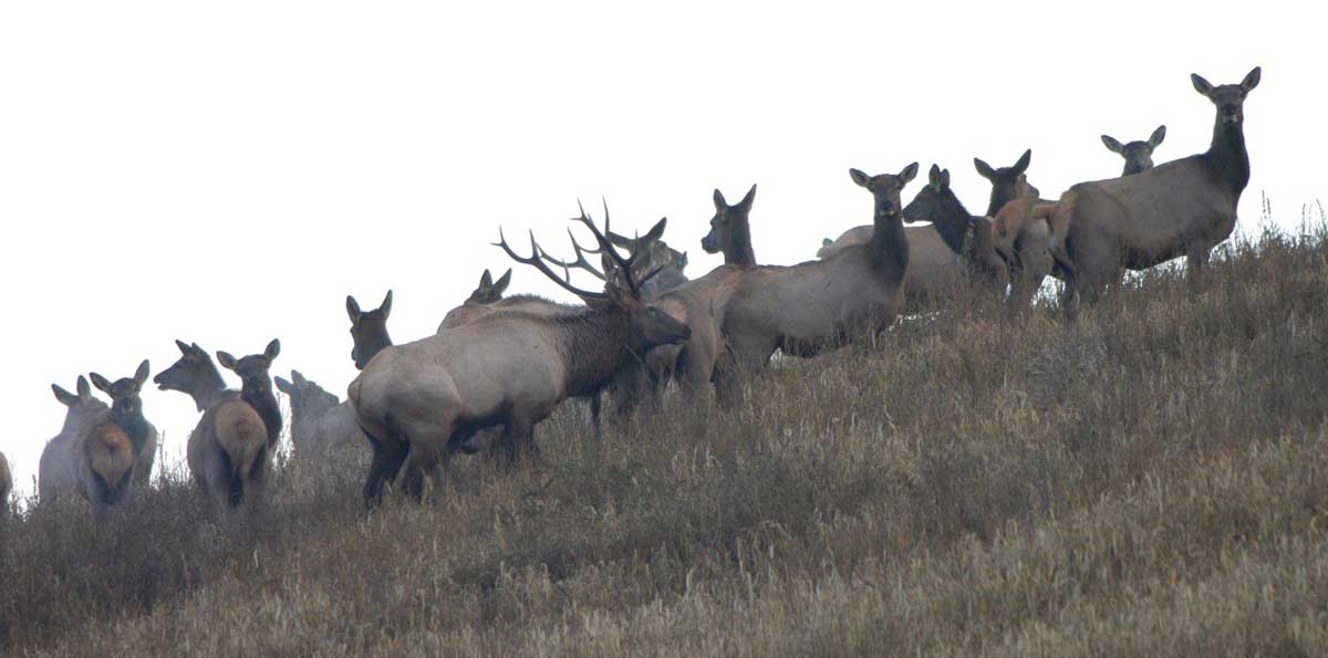Kentucky Unveils 2019 Elk Hunting Proposals Rocky Mountain Elk Foundation