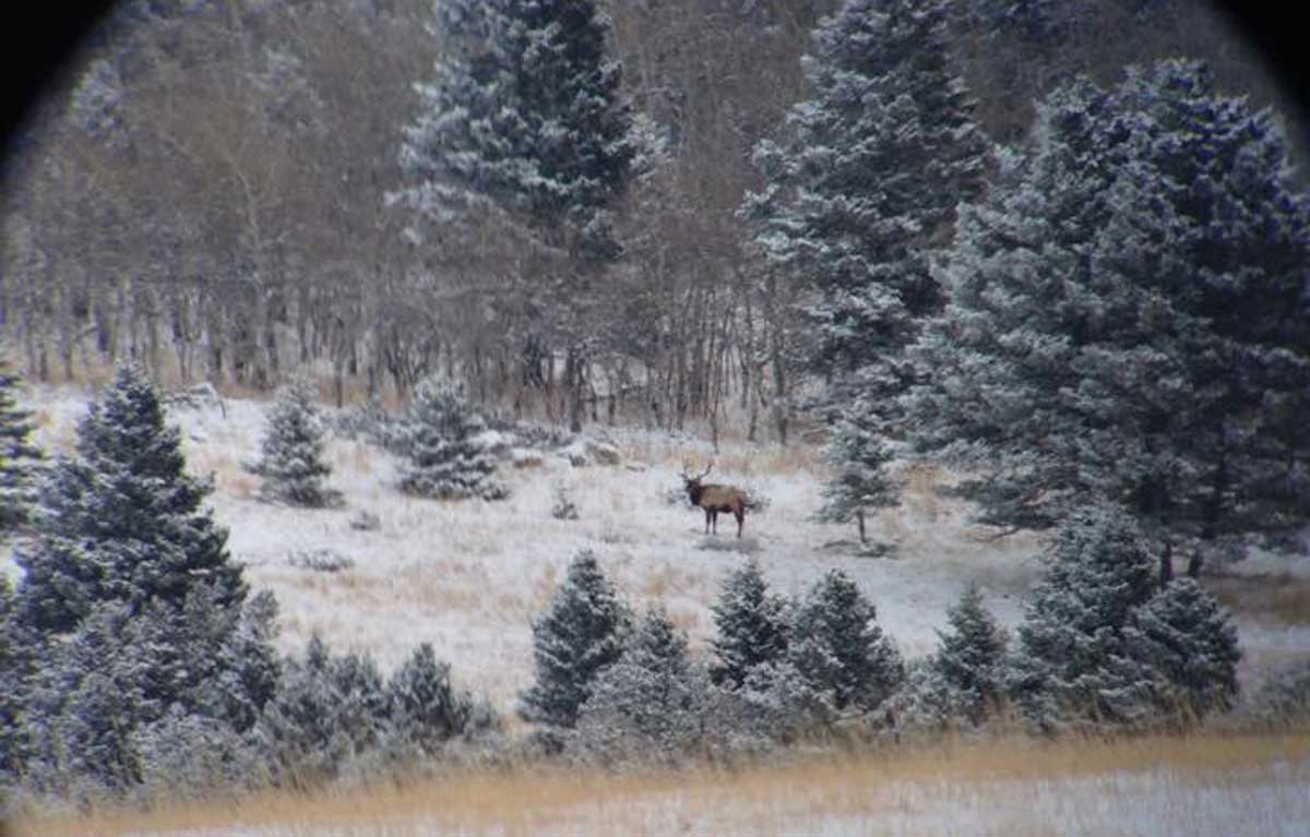 Montana Ranchers, Hunters Seek Common Ground Rocky Mountain Elk