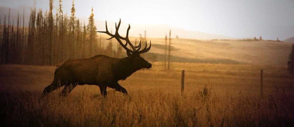 Idaho to Decide How to Allocate Sawtooth Elk Zone Tags Rocky Mountain