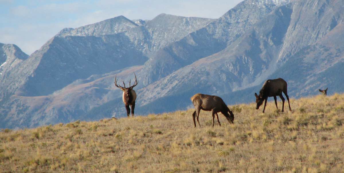 Migration Study to Benefit Colorado Elk Rocky Mountain Elk Foundation