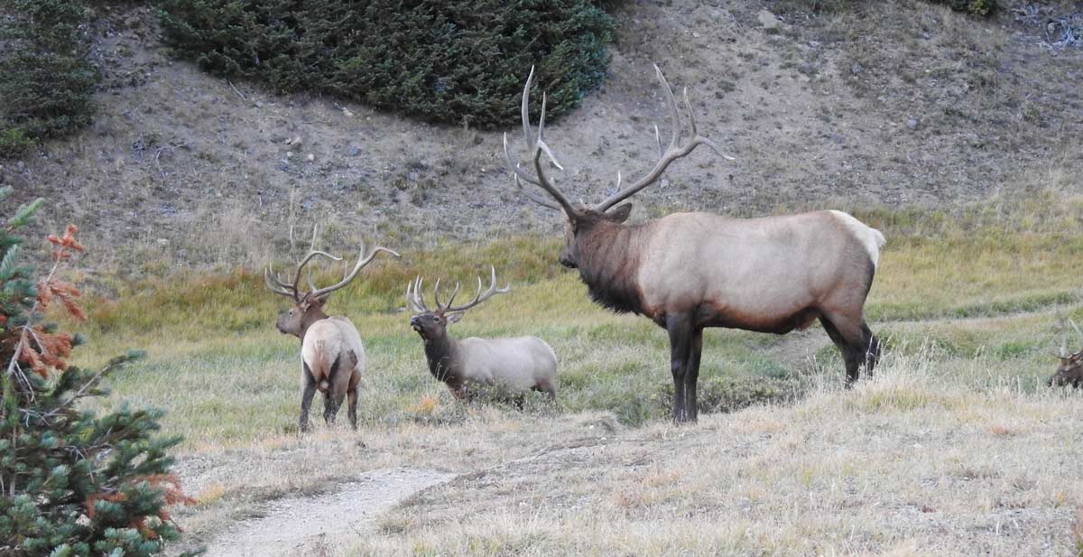 Two Elk Poached in Rocky Mountain National Park Rocky Mountain Elk Foundation