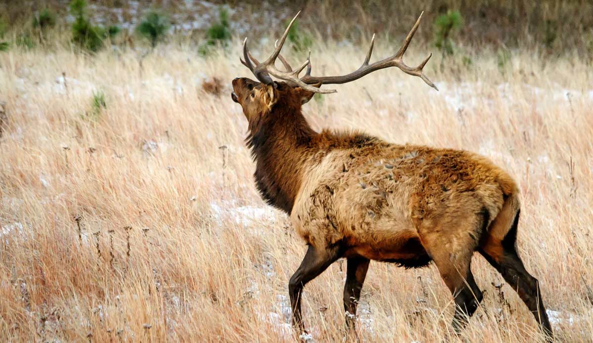 Elk Population Doing Well in South Dakota Rocky Mountain Elk Foundation