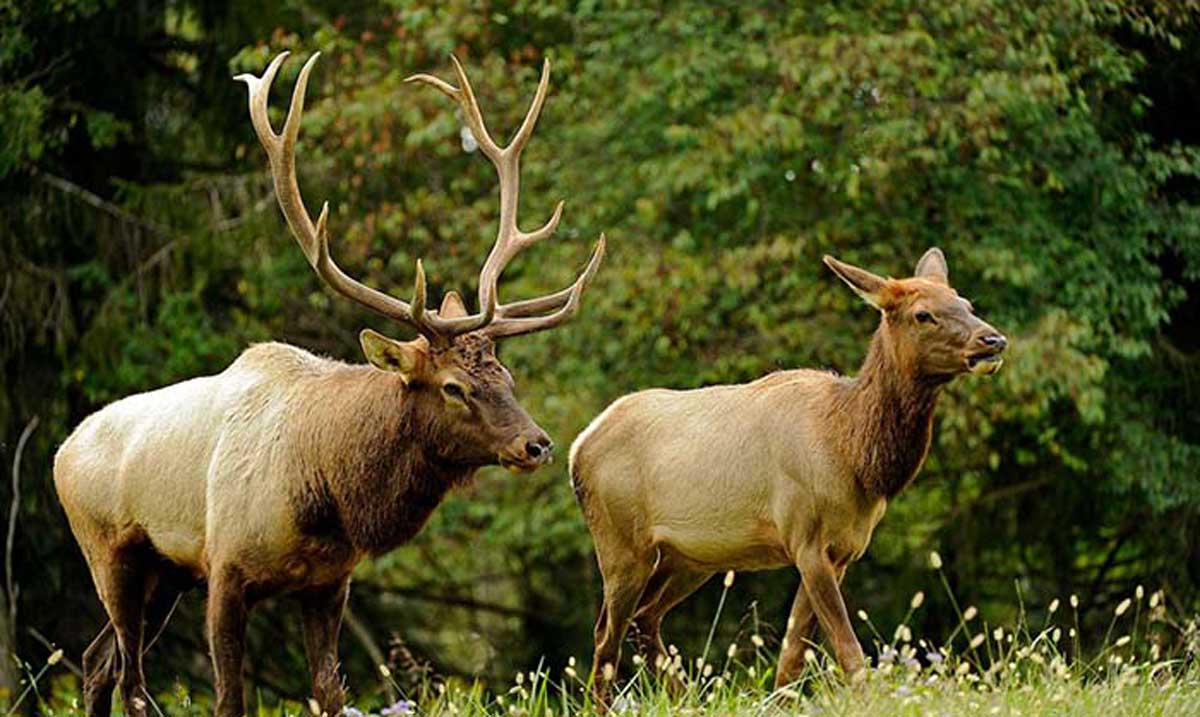 See Elk in West Virginia Rocky Mountain Elk Foundation