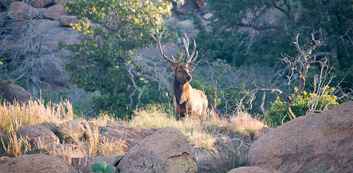 Elk Hunting Opportunities Expanded in Oklahoma Rocky Mountain Elk