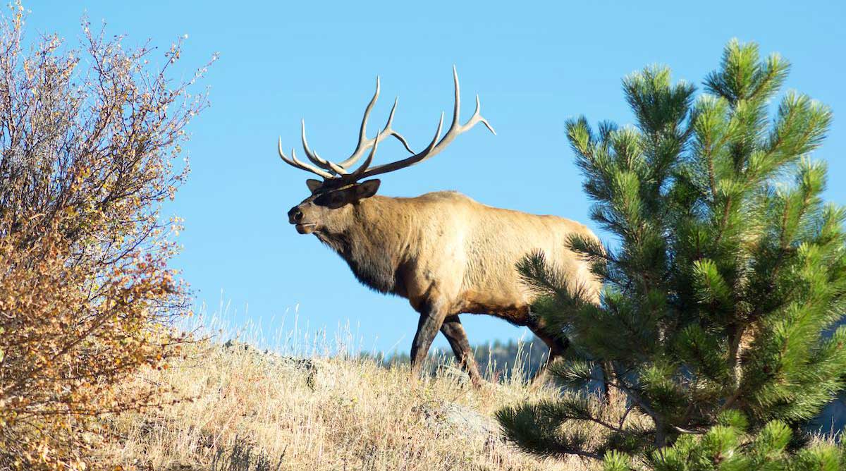 Elk Population Ailing in Southwest Colorado Rocky Mountain Elk Foundation