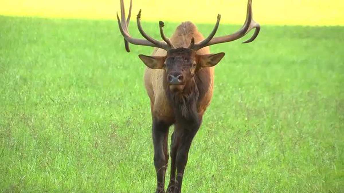 Elk Putting on a Show in North Carolina Rocky Mountain Elk Foundation