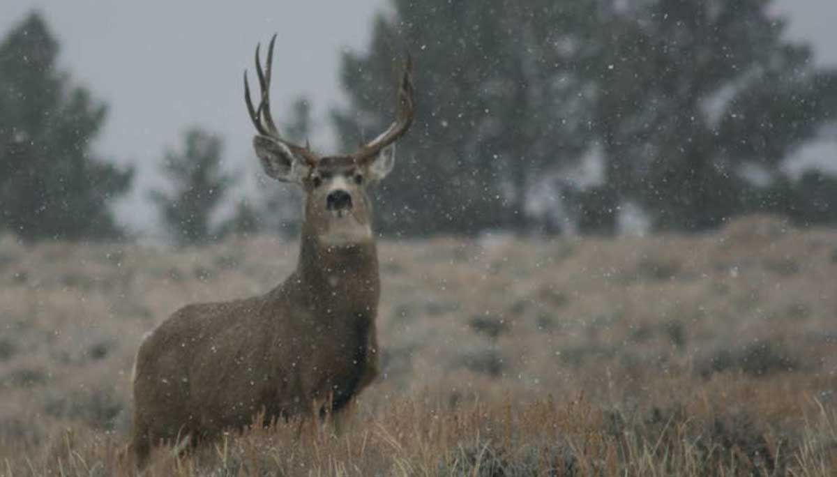 Wyoming Seeks Info about Elk, Deer Poaching | Rocky Mountain Elk Foundation