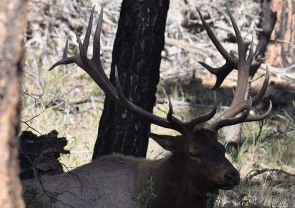 Info Released for 2019 Arizona Elk Hunt Rocky Mountain Elk Foundation