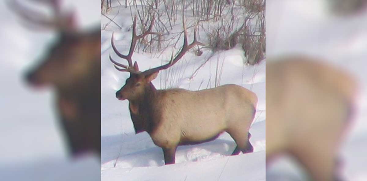 Northeast Minnesotans We Want Elk Rocky Mountain Elk Foundation