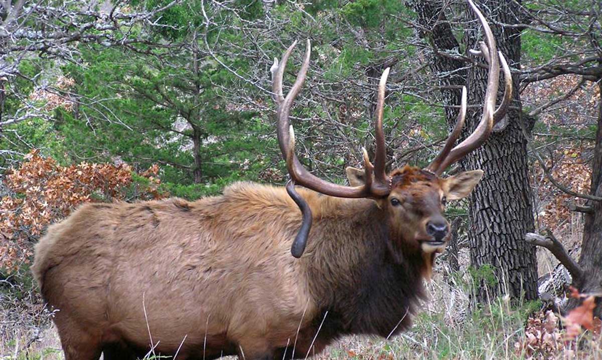 Oklahoma Elk Hunt Gets Green Light, Despite Government Shutdown Rocky