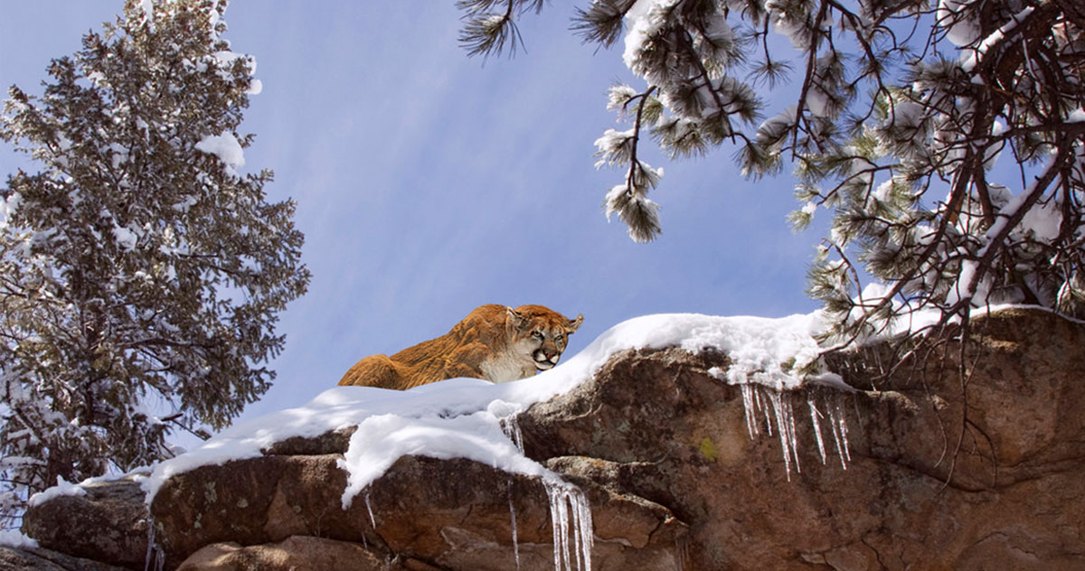 Jogger Strangles Mountain Lion to Death after It Attacks Him Rocky Mountain Elk Foundation