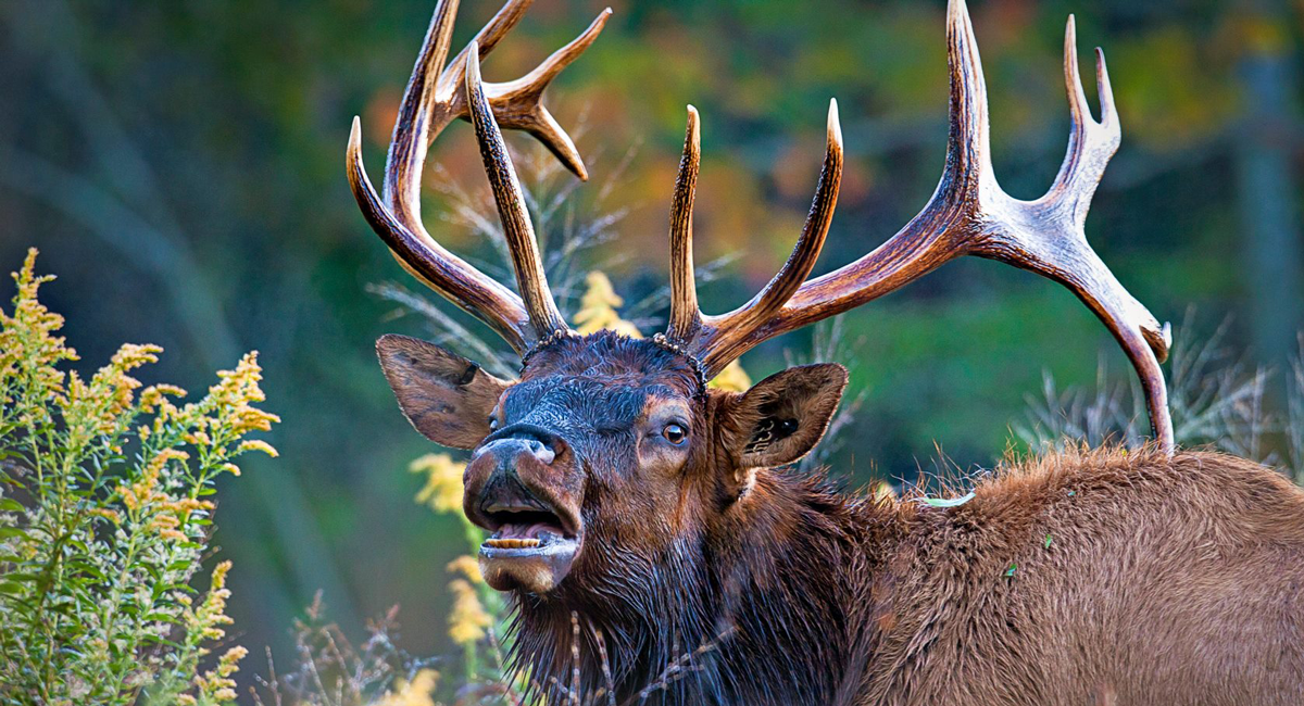 Tennessee to Hold Elk Program Rocky Mountain Elk Foundation