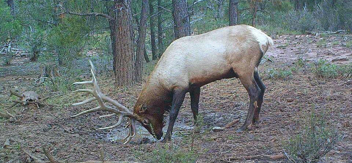 Leftover Elk Licenses Available in Arizona Rocky Mountain Elk Foundation