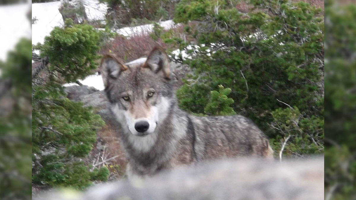 Idaho Removes Seven Wolves to Bolster Ailing Elk Numbers Rocky