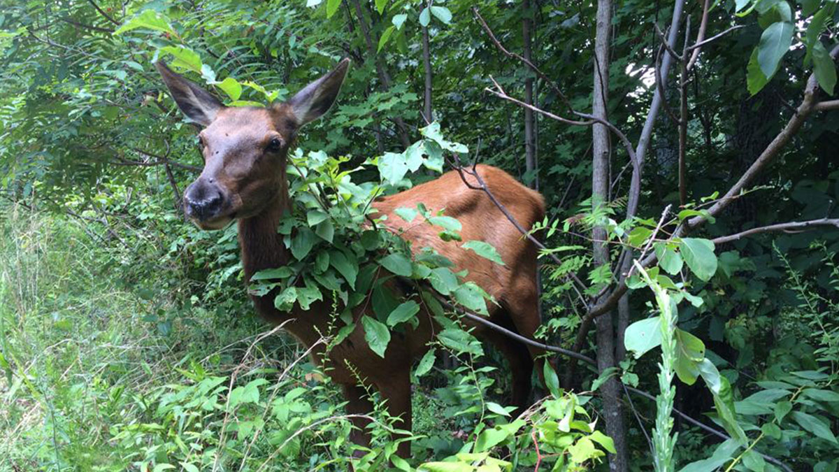 Wisconsin Awaits Final Shipment of Kentucky Elk Rocky Mountain Elk