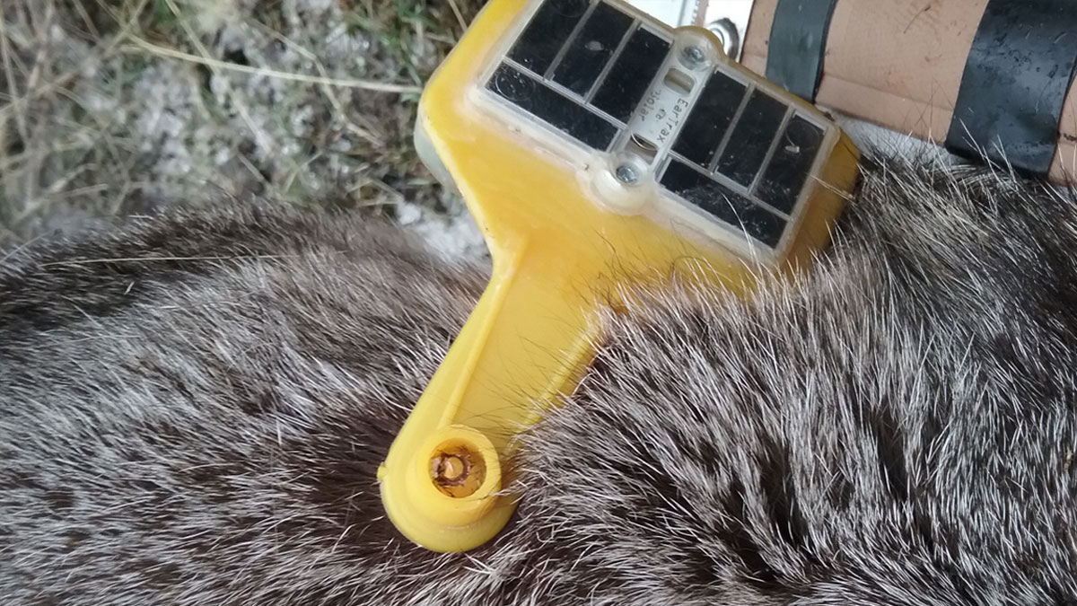 SolarPowered Ear Tags Help Monitor Mule Deer Rocky Mountain Elk