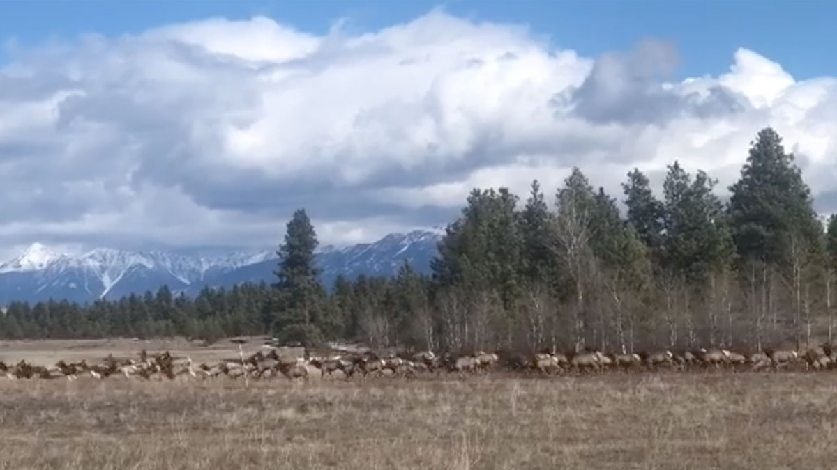 Canadian Captures Giant Elk Herd on Video Rocky Mountain Elk Foundation