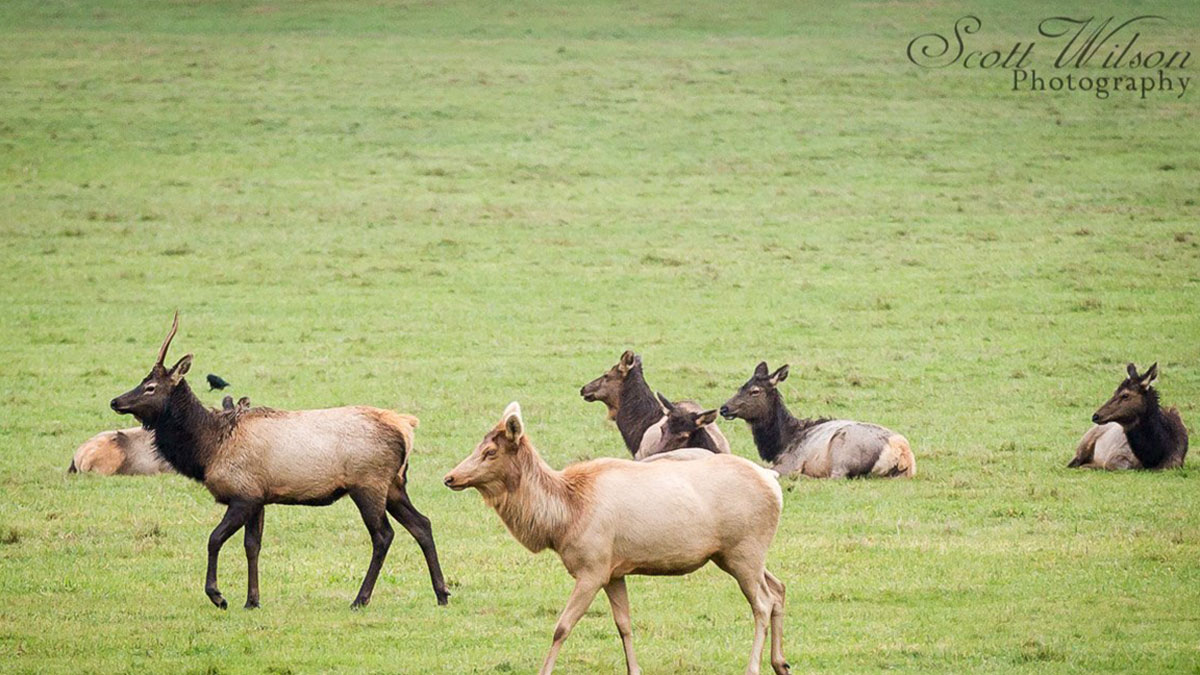 Oregon Unveils Antlerless Elk Damage Tag Pilot Program Rocky Mountain