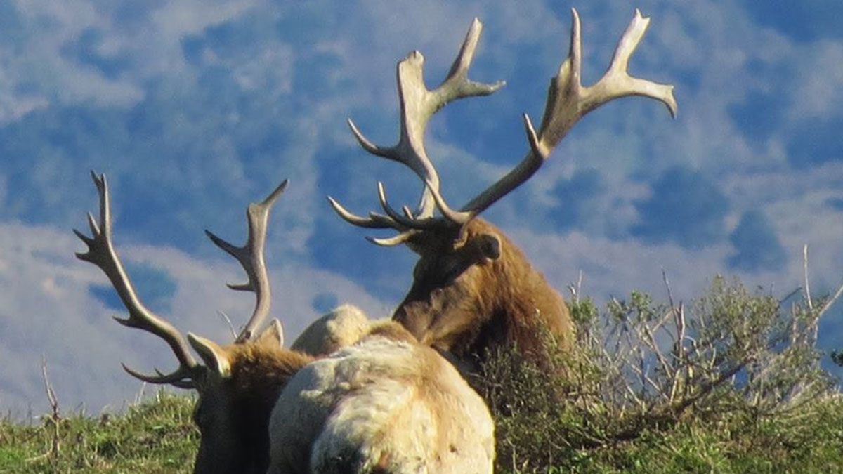 Yes, There is Elk Hunting in California Rocky Mountain Elk Foundation