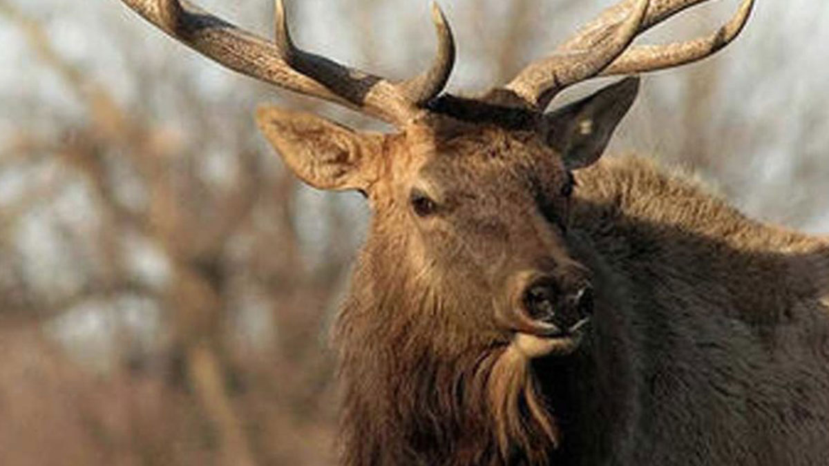 June 14 Application Deadline for 2019 Kansas Elk Hunt Rocky Mountain