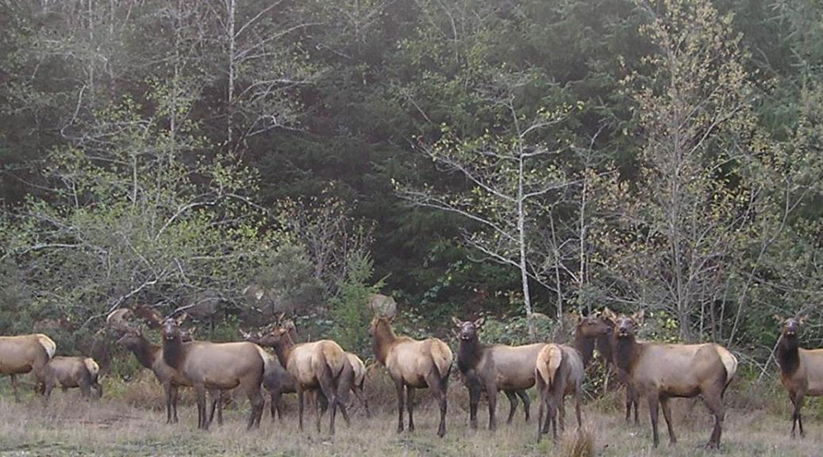 California Program Offers Elk Hunts for Youth, Adults Rocky Mountain