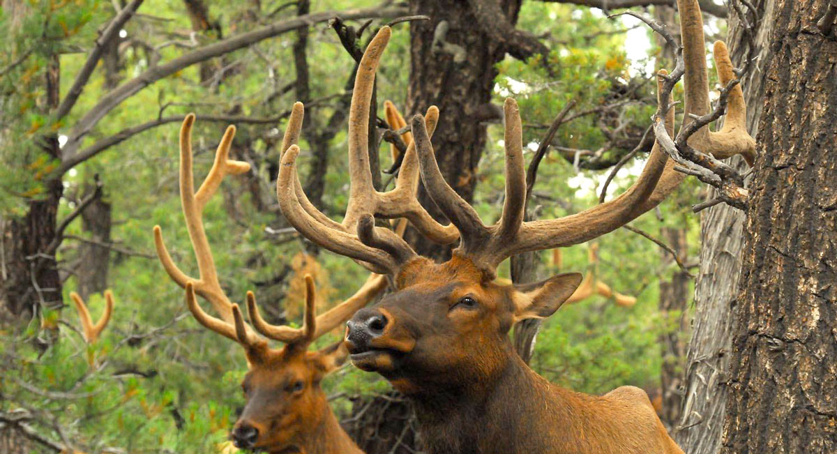 Arizona Hosts Annual Elk Viewing Rocky Mountain Elk Foundation